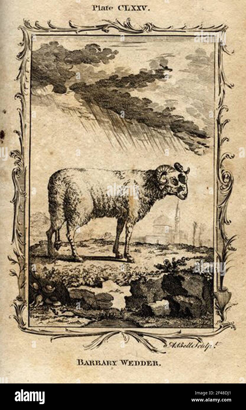 a vintage encyclopedia animal page with an etching of a classic