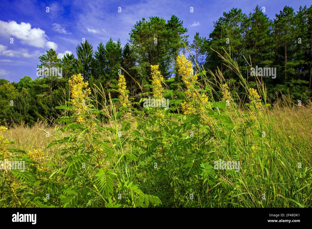 Wild Senna growing in a wild meadow of native wildflowers and grasses on a former golf couse at Cherry Valley National Wildlife Refuge in Pennsylvania Stock Photo