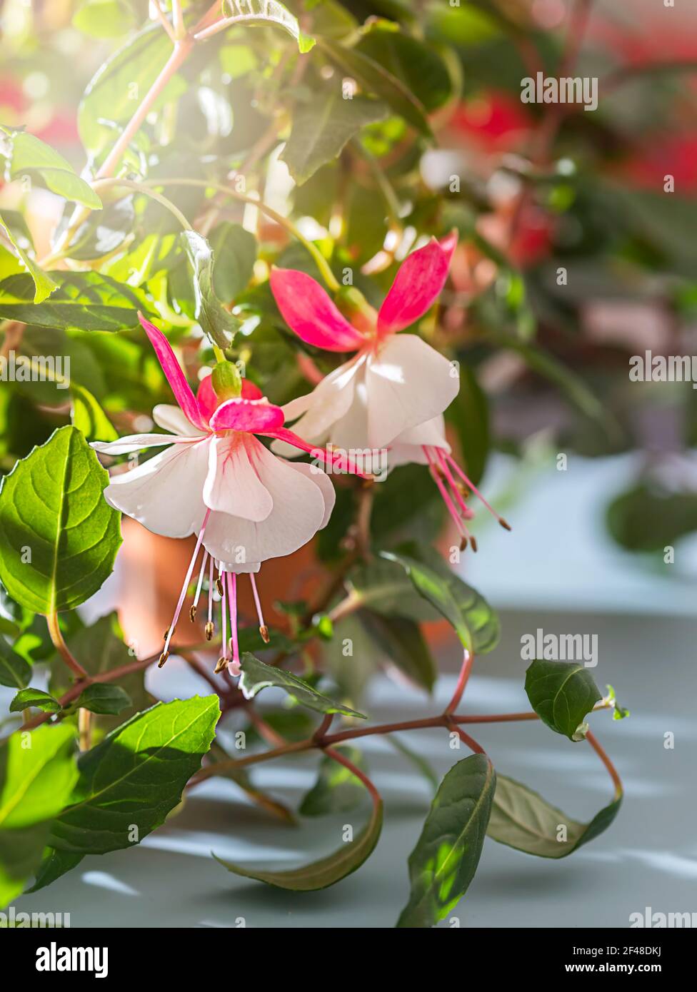Beautiful Fuchsia plant. Beautiful hanging Fuchsia flowers looking like little ballerina in the rays of the sun. Species of flowering plant in the fam Stock Photo