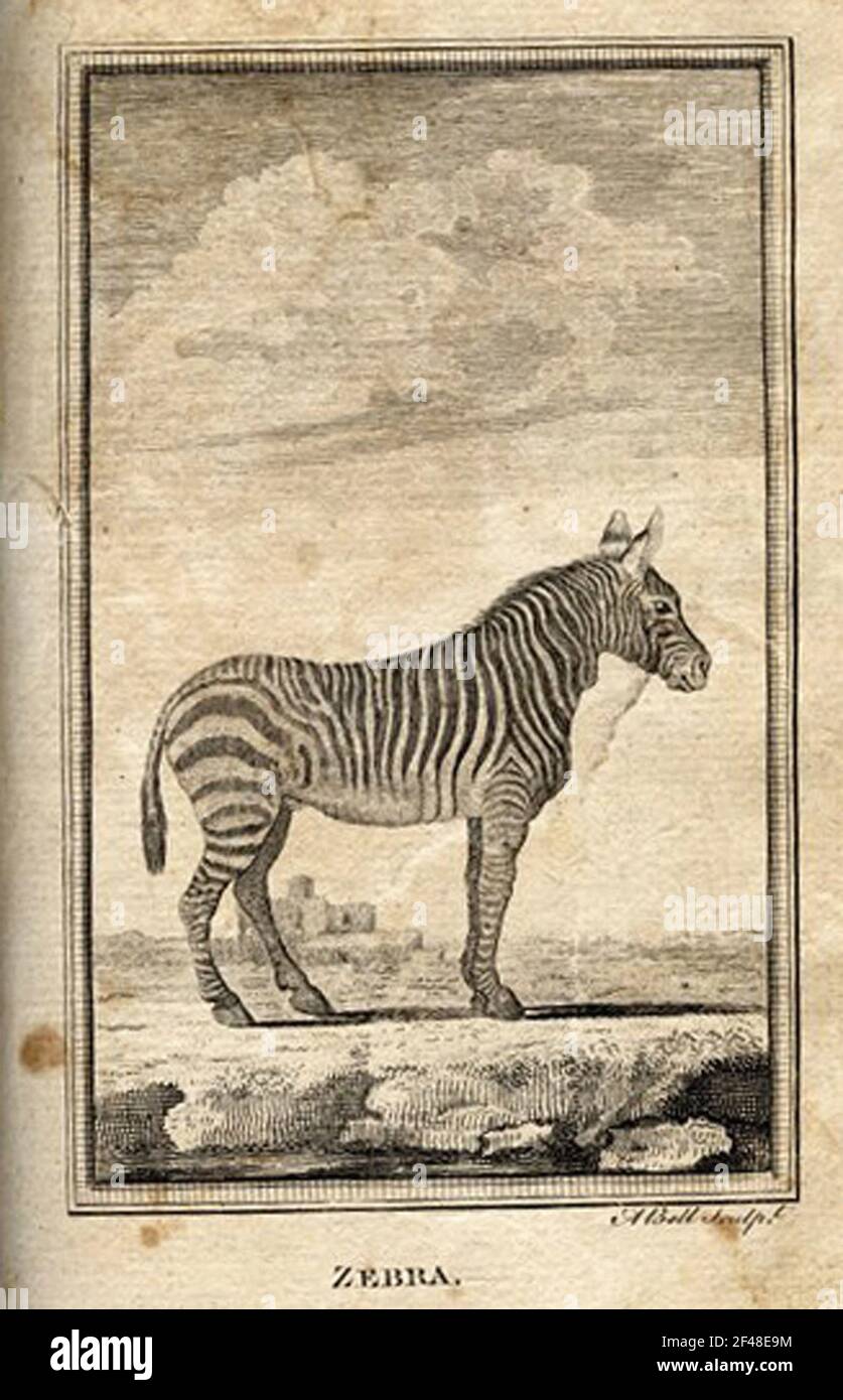 a vintage encyclopedia animal page with an etching of a classic art