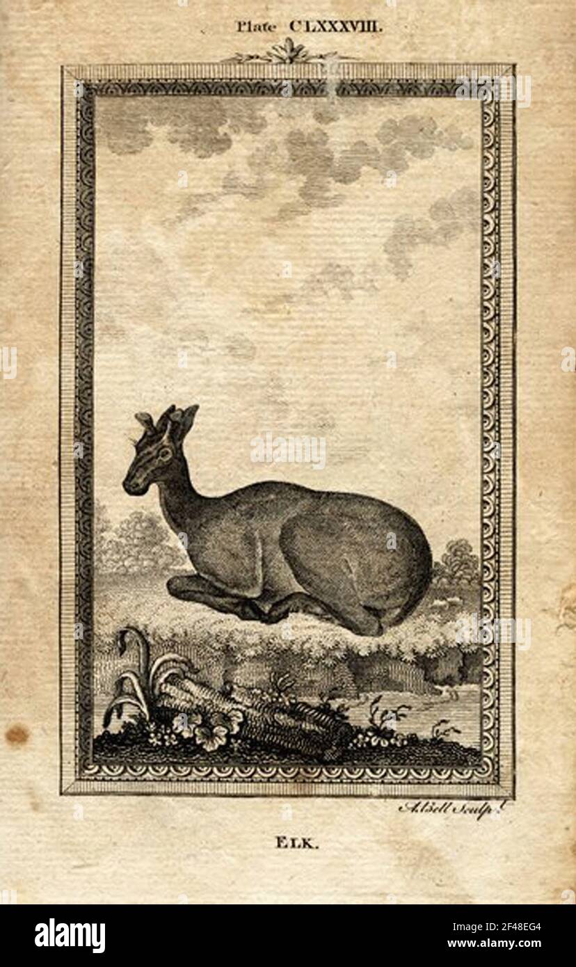 洋書 CLASSIC NATURAL HISTORY PRINTS MAMMALS a vintage encyclopedia animal page with an etching of a classic