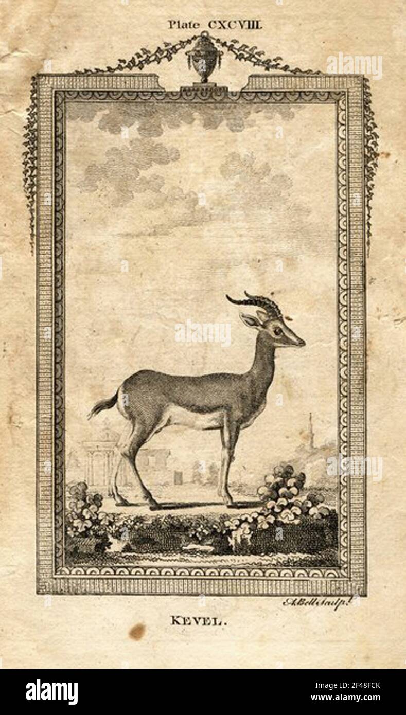 a vintage encyclopedia animal page with an etching of a classic