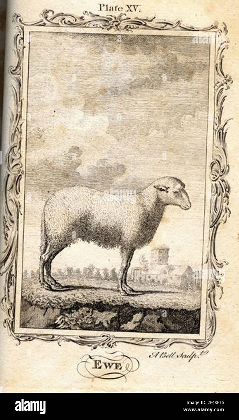 a vintage encyclopedia animal page with an etching of a classic