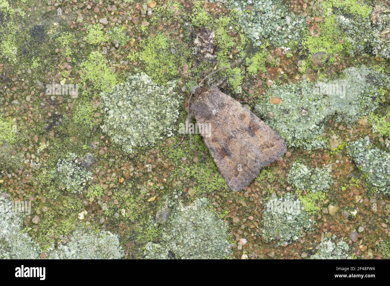 Mottled Rustic Moth Caradrina morpheus Essex, UK IN000684 Stock Photo