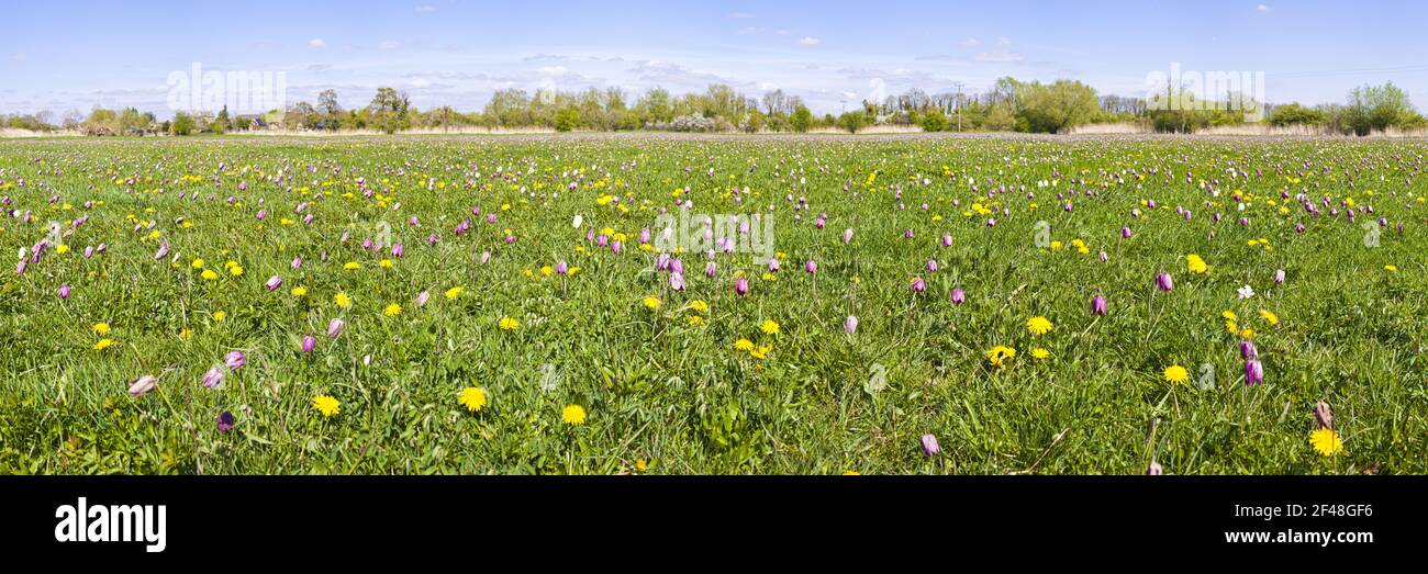Snakes Head Fritillaries (Fritillaria meleagris) growing on North Meadow, Cricklade, Wltshire UK - SSSI manged by Natural England by the River Thames. Stock Photo