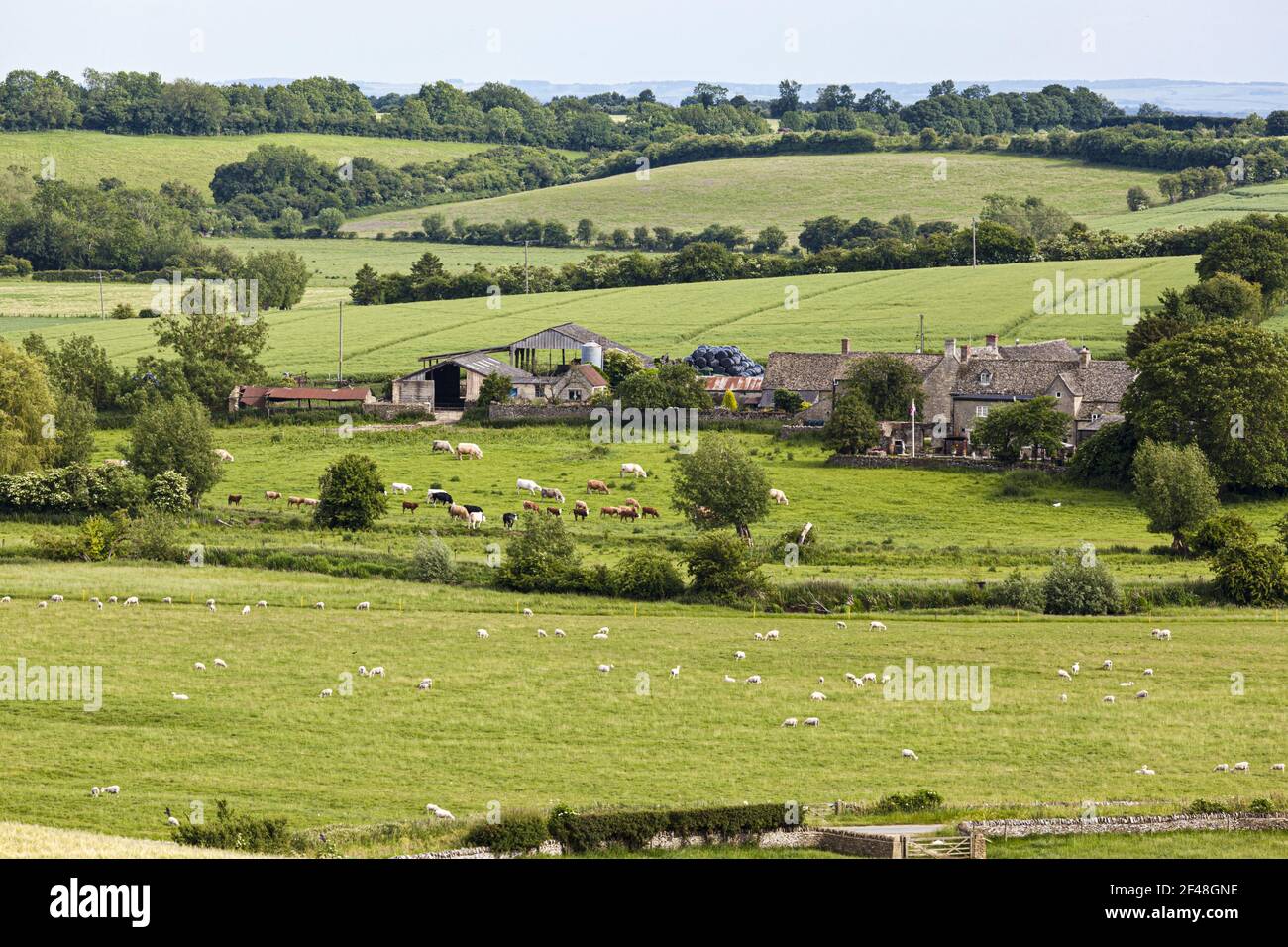 Mixed farming in the valley of the River Windrush at the Cotswold village of Asthall, Oxfordshire UK Stock Photo