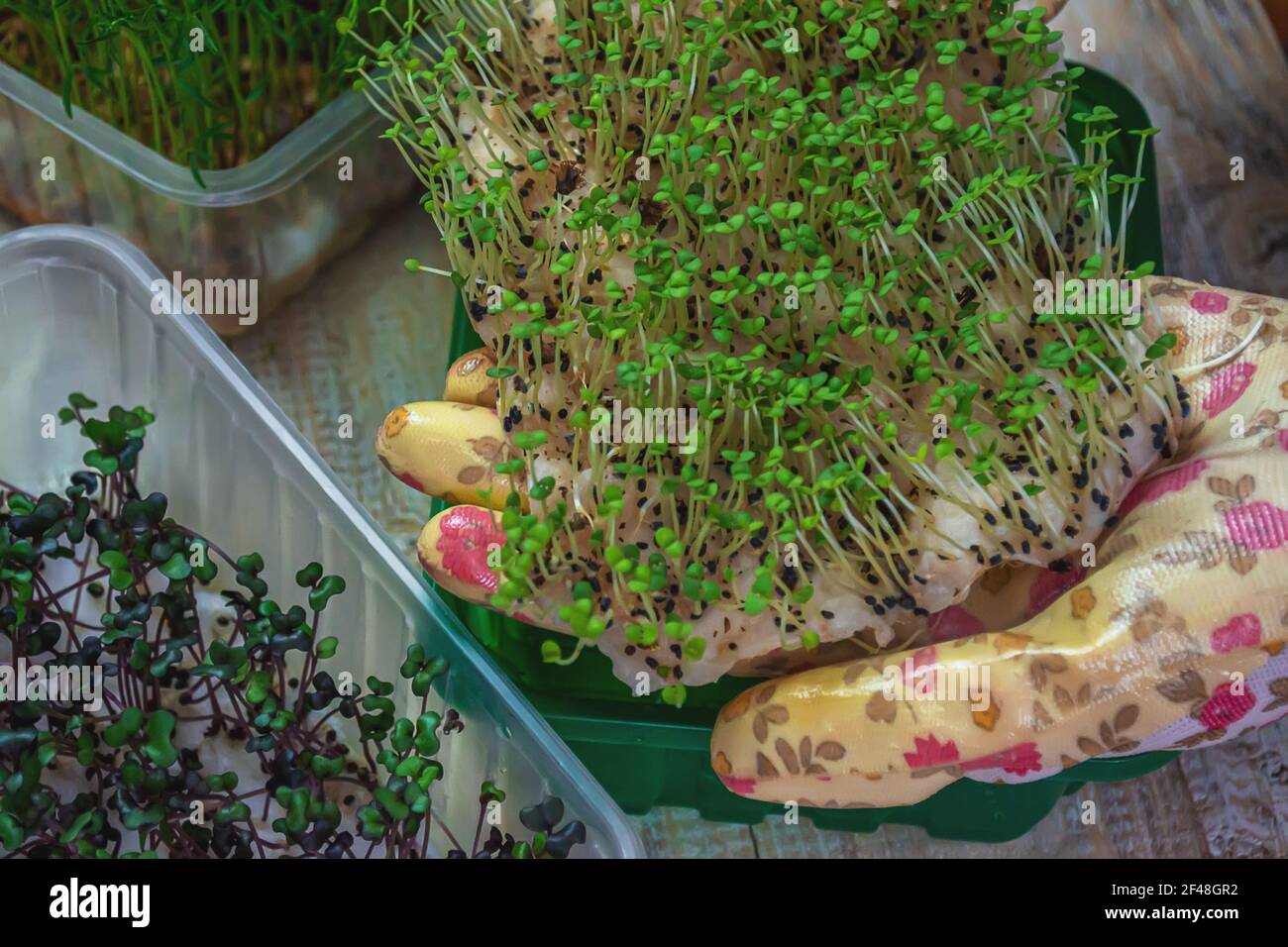 Microgreen sprouts in hands. Nature. Selective focus. Stock Photo