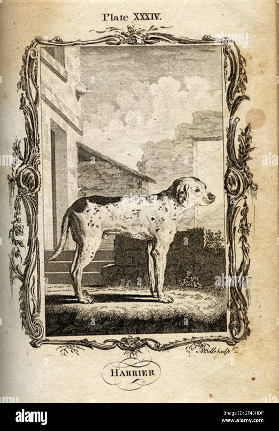 a-vintage-encyclopedia-animal-