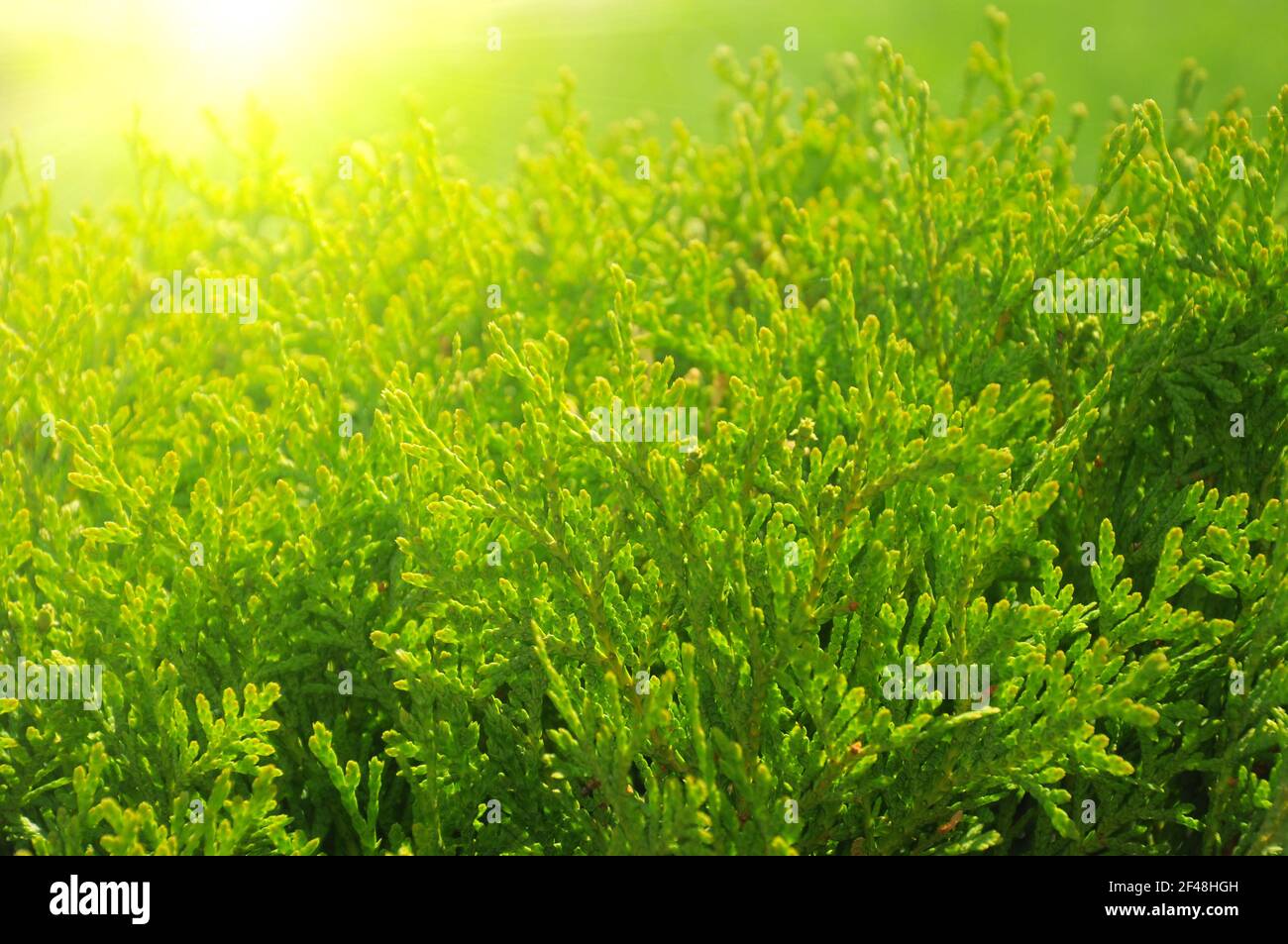 Close up green cypress tree in the sunlight Stock Photo