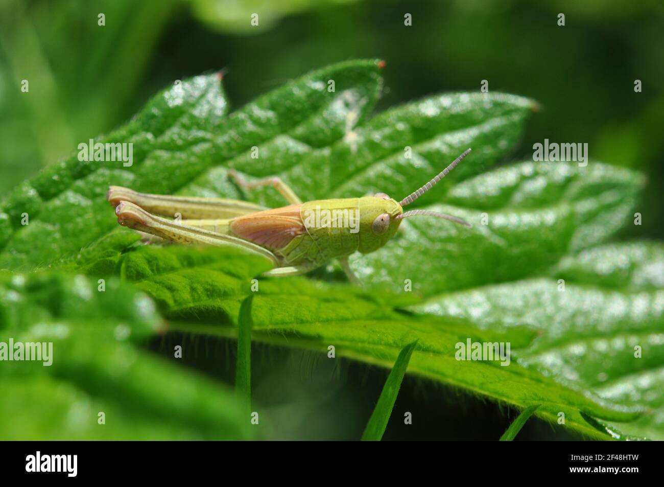 Grasshopper in grass on meadow. Macro shot. Stock Photo