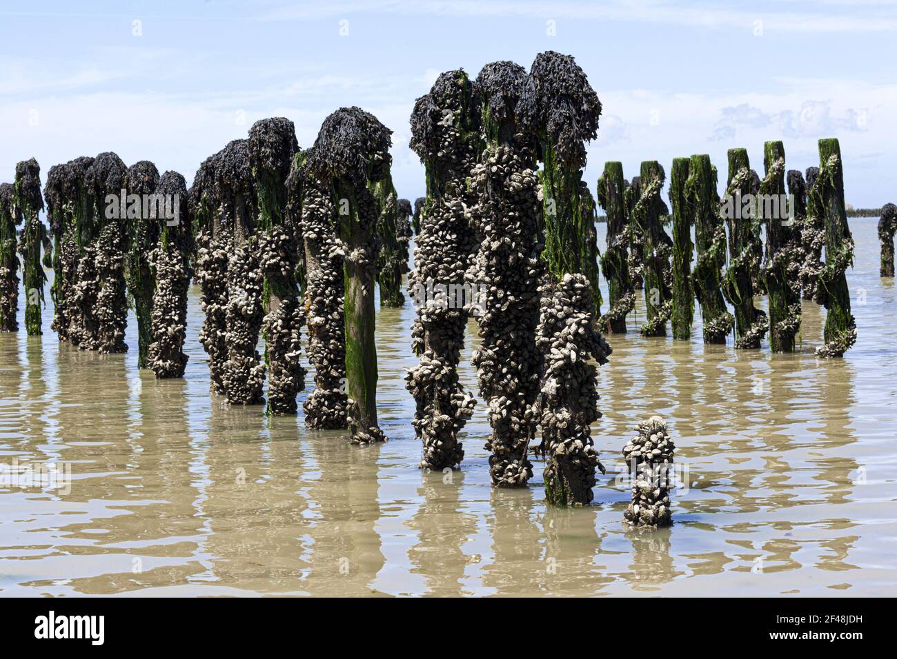 Mussel moule moules shellfish hires stock photography and images Alamy
