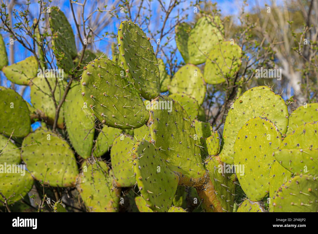 aesthetic cactus Cactus Under Sunset Wall Mural | Nature Wallpaper Mural main image 0