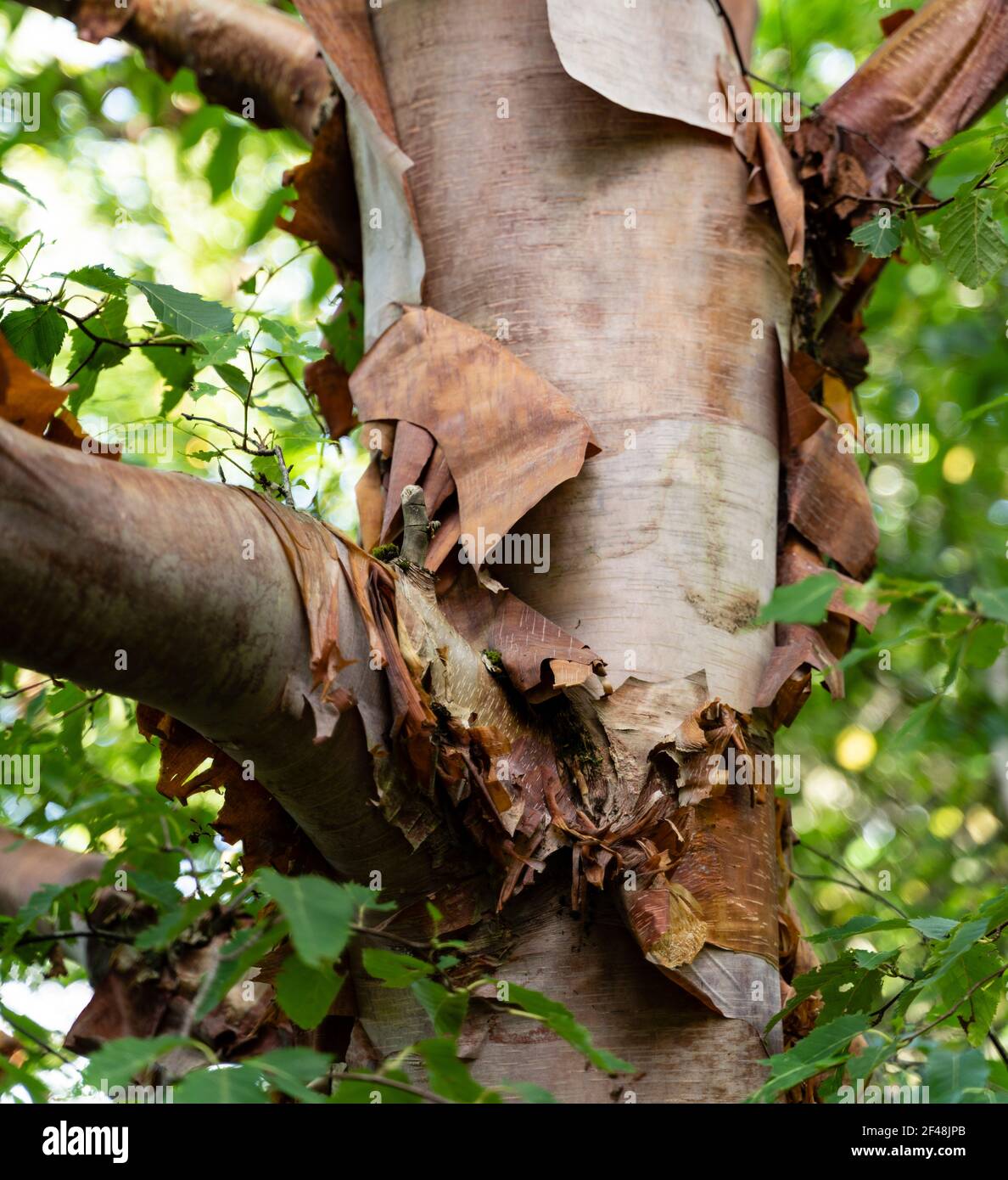 Dawyck Botanical Gardens, Scotland peeling bark of beech tree Betula utilis Stock Photo Alamy