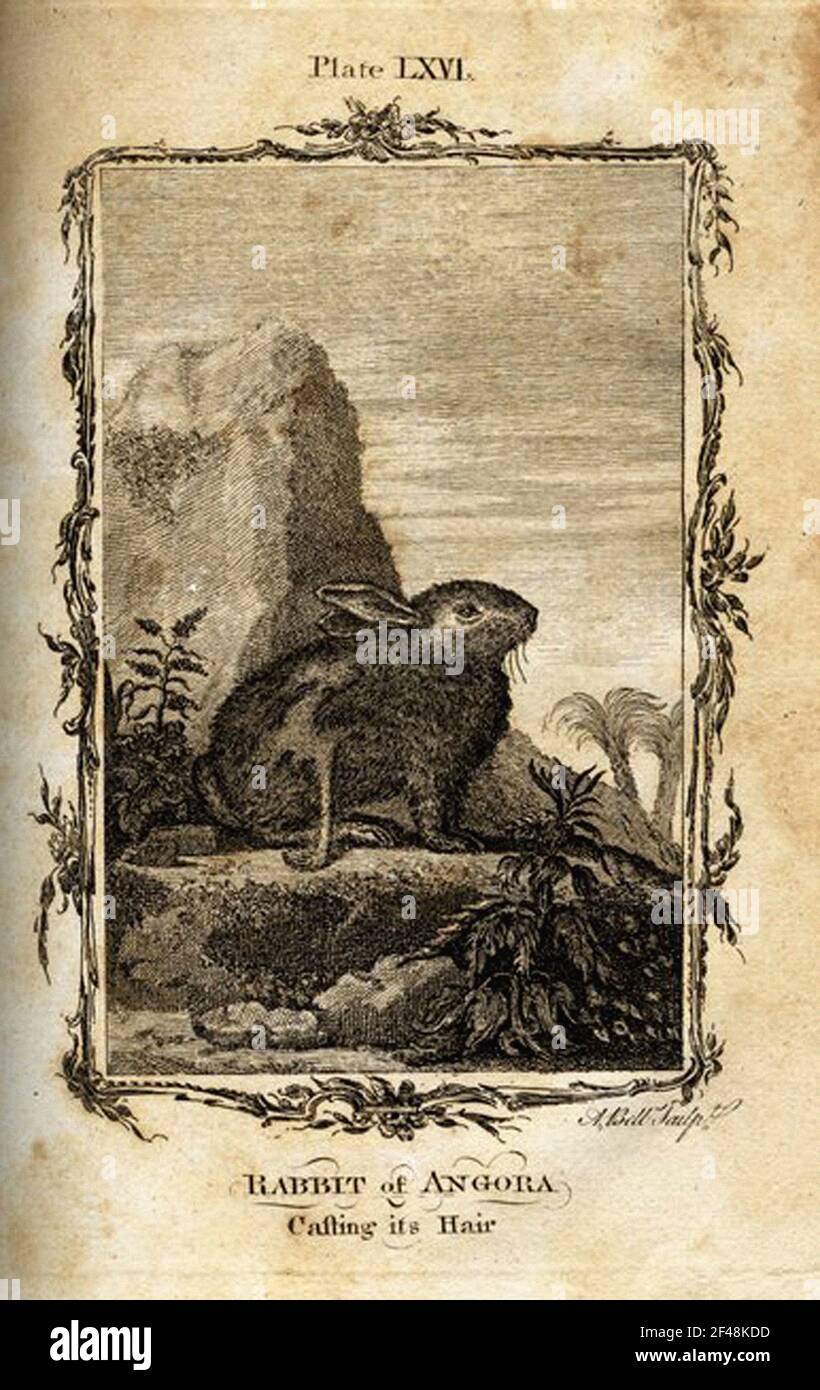 a vintage encyclopedia animal page with an etching of a classic