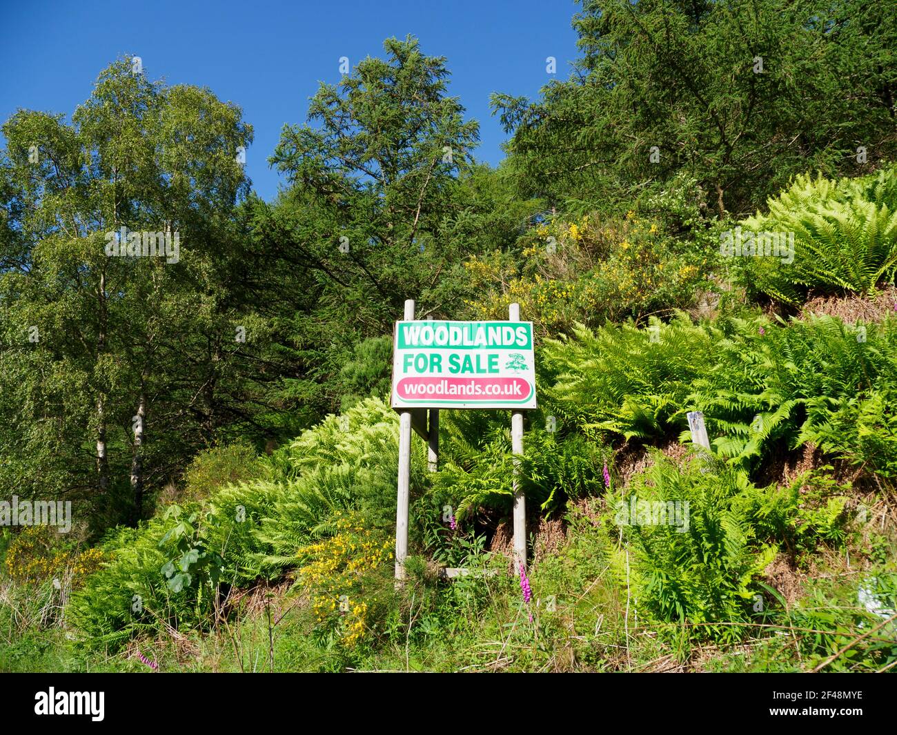 Woodland for sale in southern Scotland Stock Photo