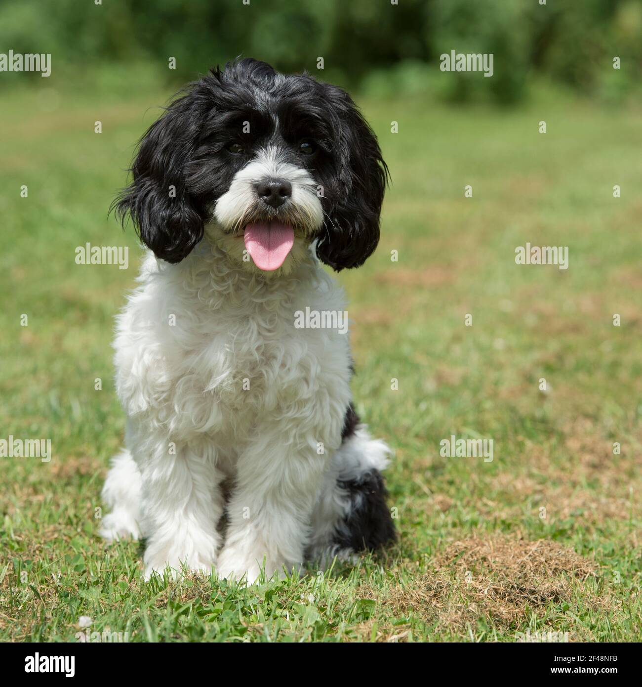 cavapoo Stock Photo