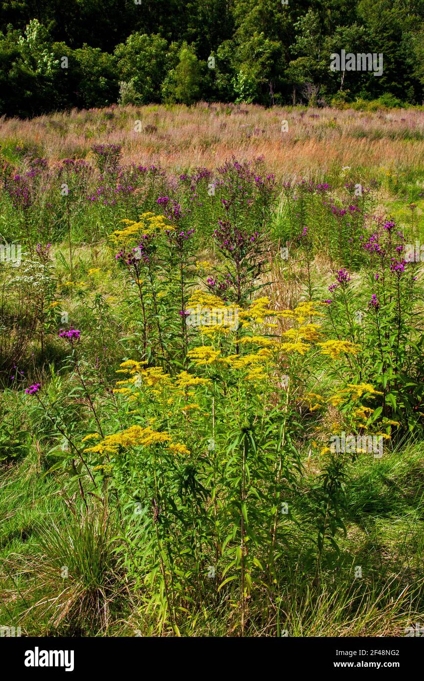 Ironweed Hi-res Stock Photography And Images - Alamy