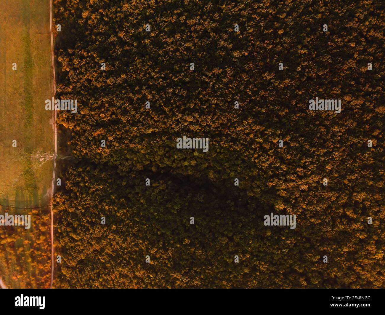Aerial view of forest with trees with warm light at sunset or sunrise ...