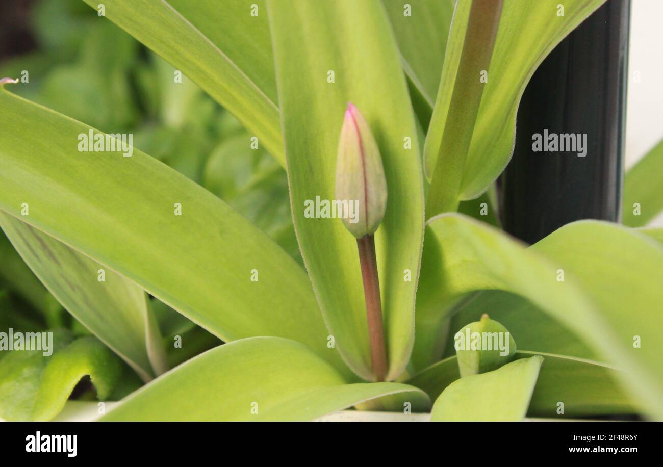 Heroic dwarf tulip, little flower portraiture. Nature and the colour of spirits. Natures first green is gold, green is the prime colour of the world. Stock Photo