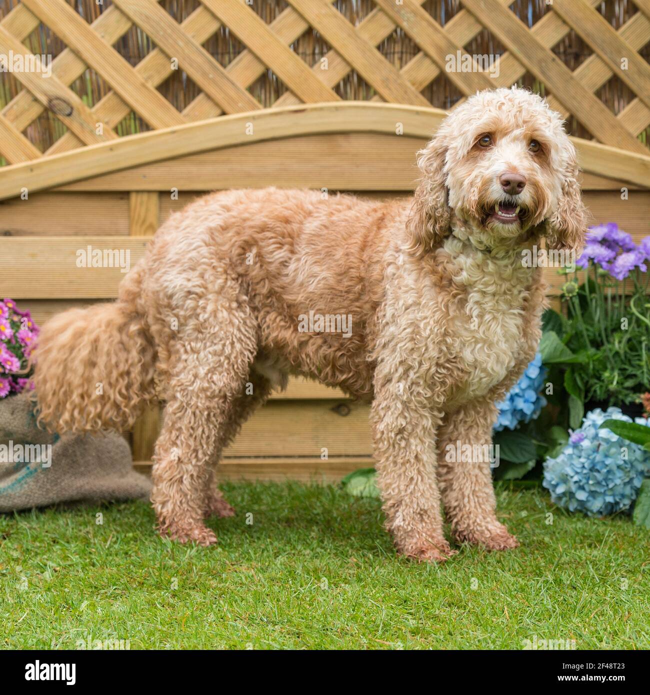 cockapoo dog Stock Photo