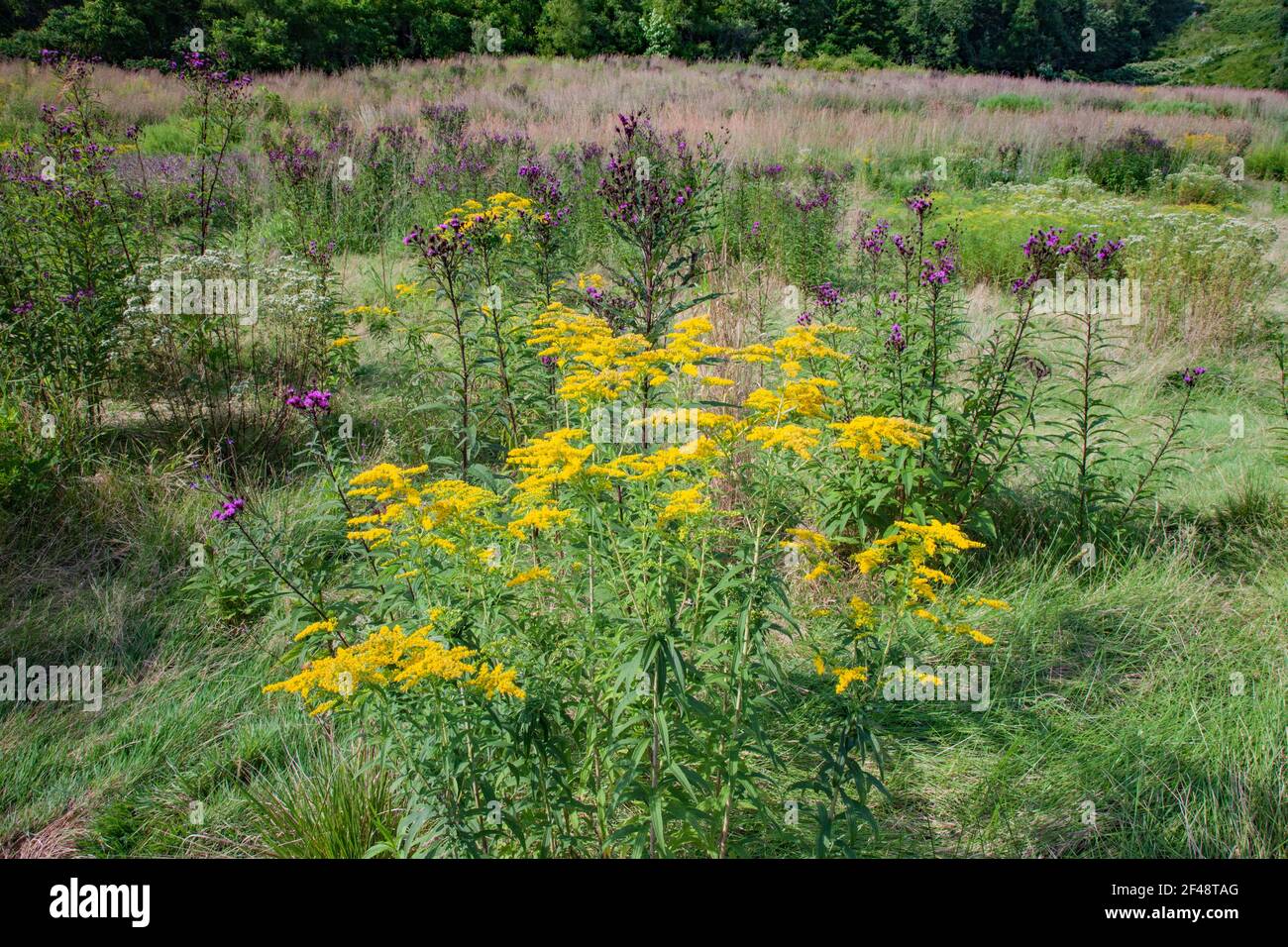 Ironweed hi-res stock photography and images - Alamy