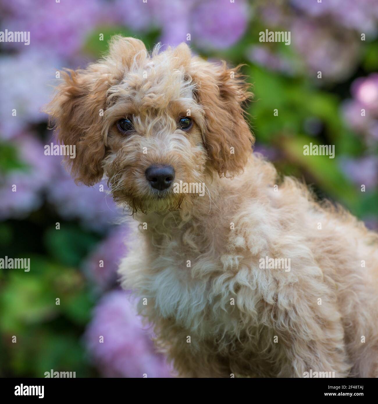 cockapoo dog Stock Photo