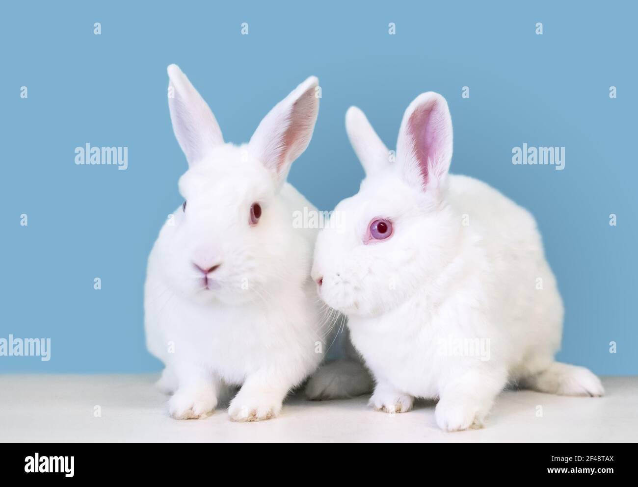 A pair of white Dwarf mixed breed pet rabbits with pink eyes sitting together Stock Photo