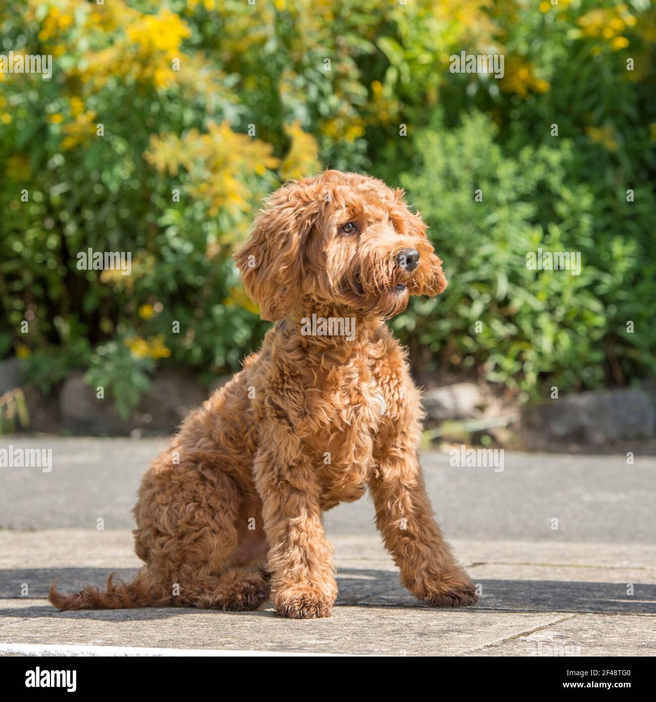 cockapoo dog Stock Photo