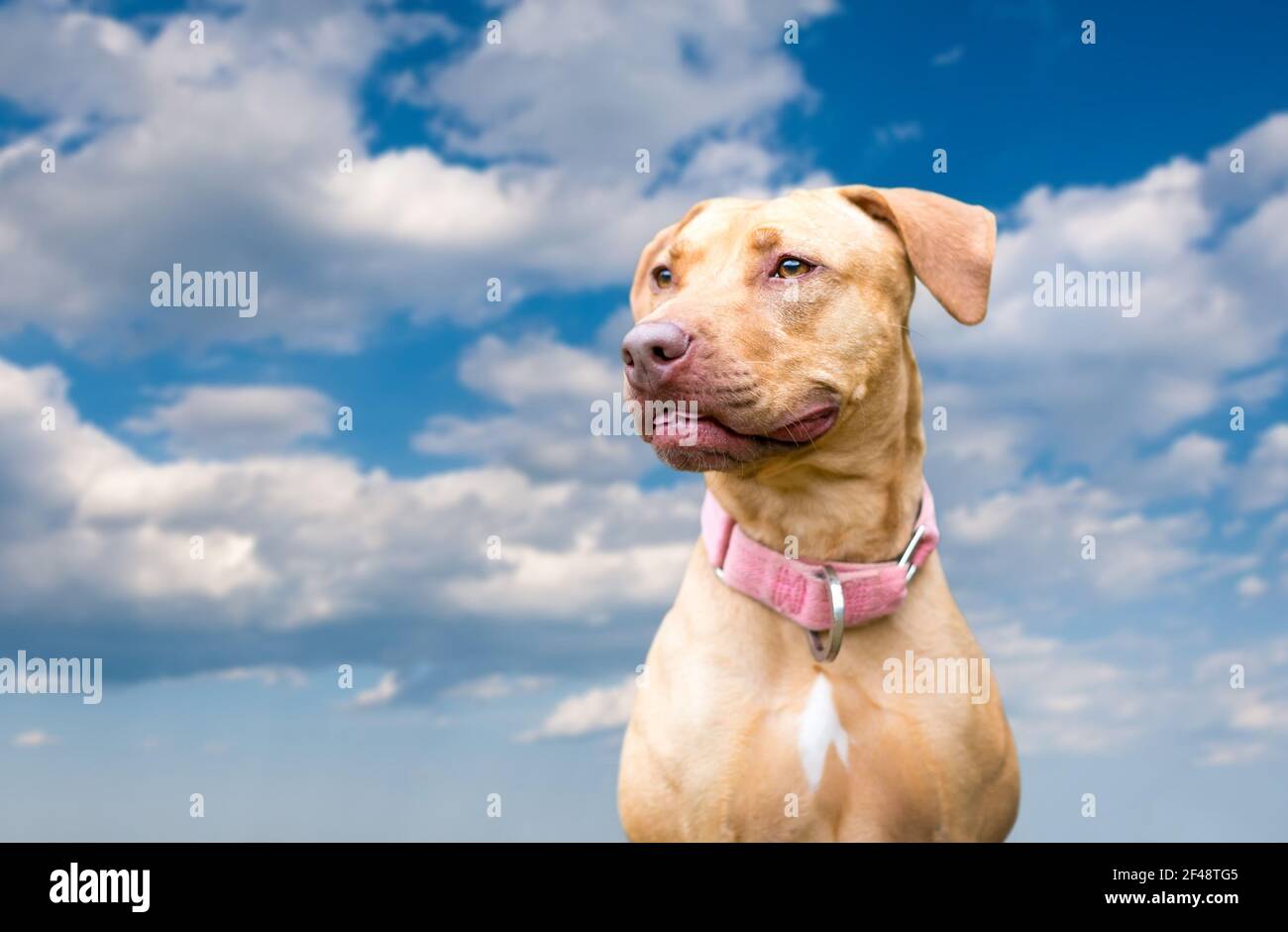 A red Hound x Retriever mixed breed dog outdoors against a blue sky with clouds Stock Photo