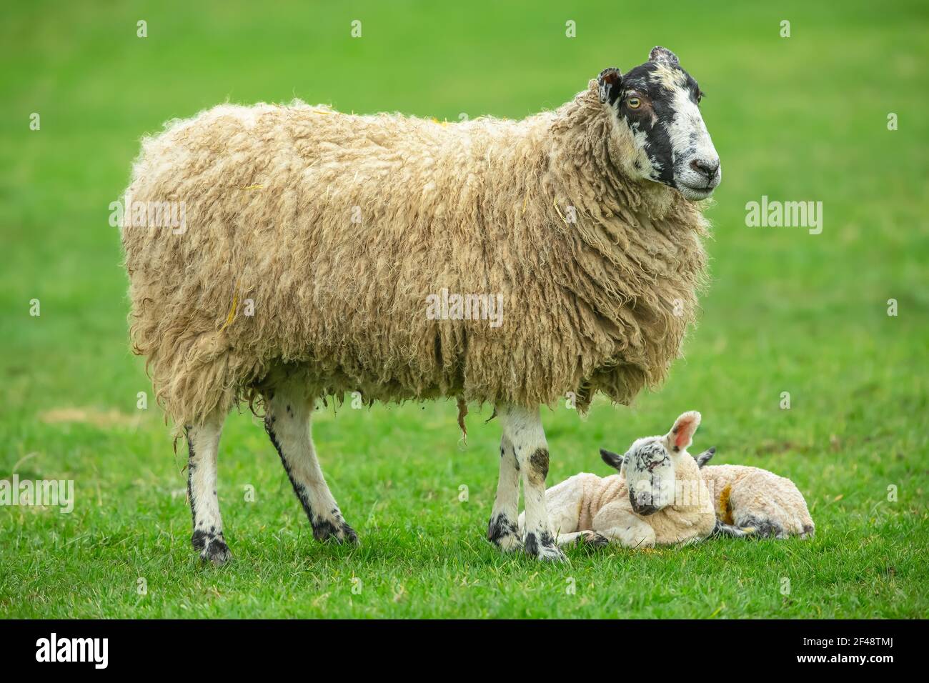 Swaledale mule sheep with her newborn twin lambs in Springtime, stood in green meadow. Both lambs are sleeping. Concept: a mother's love.  Landscape, Stock Photo