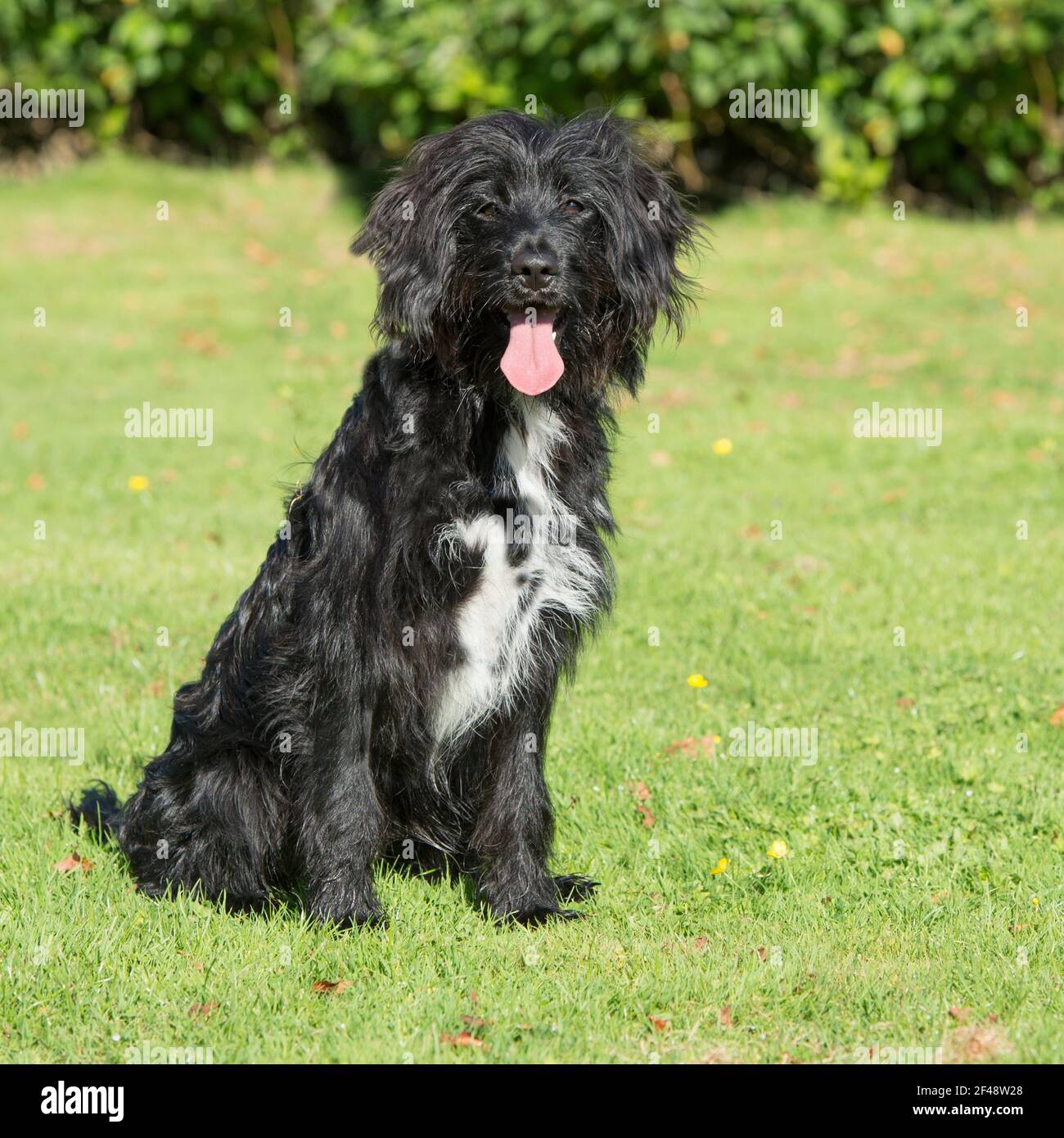 Hot dog designer hi-res stock photography and images - Alamy