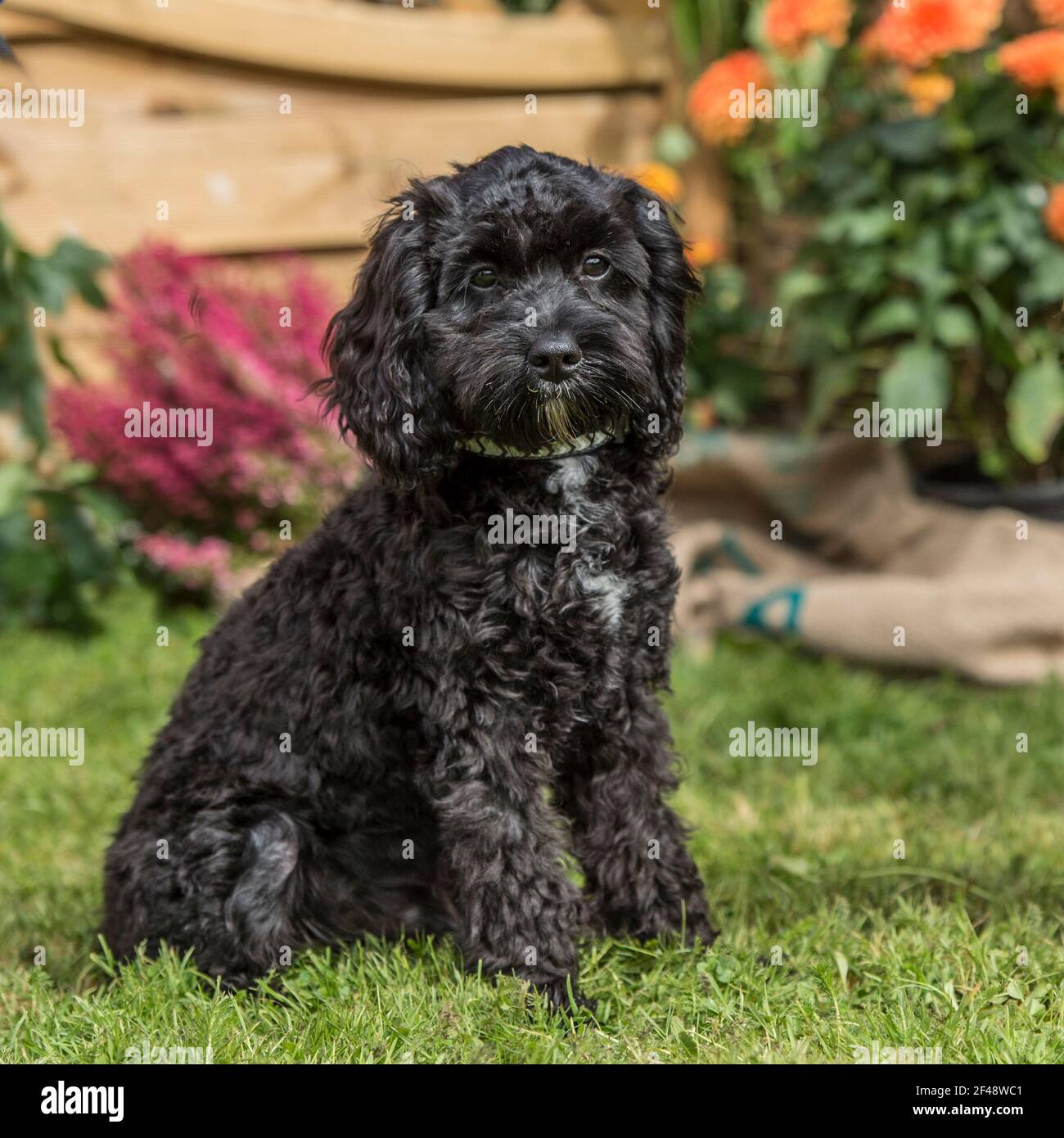 cockapoo dog Stock Photo