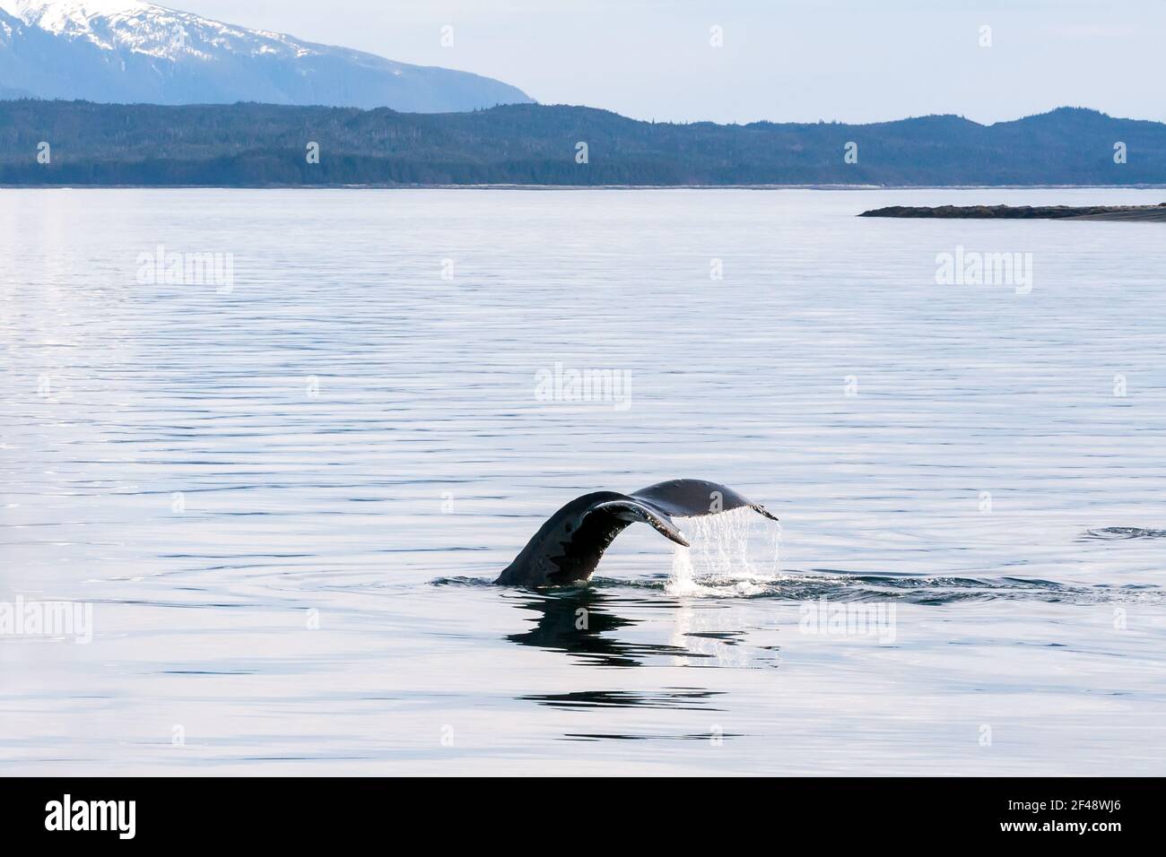 Humpback whale tail alaska hi-res stock photography and images - Alamy