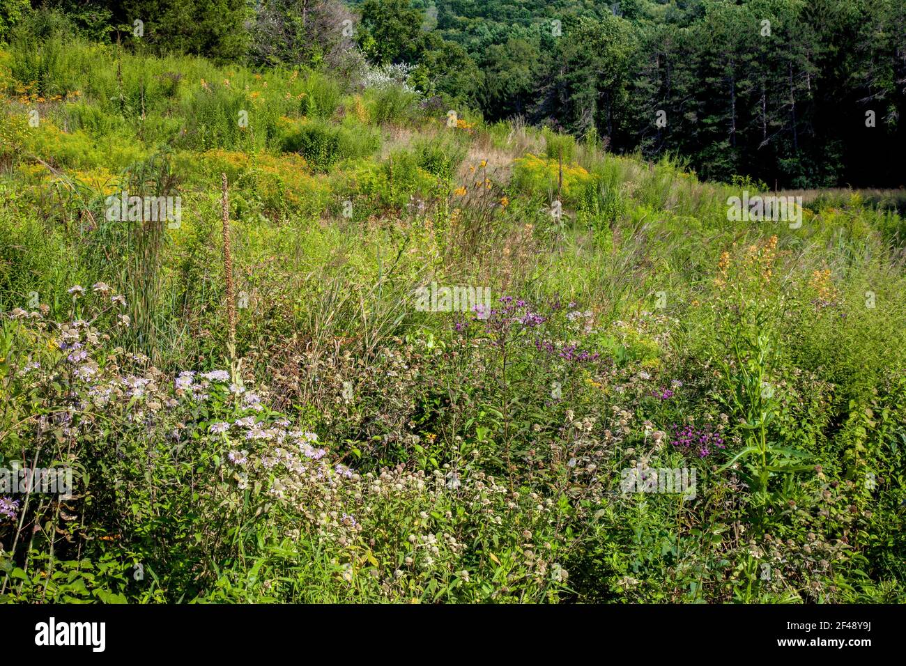 A wild meadow of native wildflowers and grasses on a former golf couse at Cherry Valley National Wildlife Refuge in Pennsylvania Stock Photo