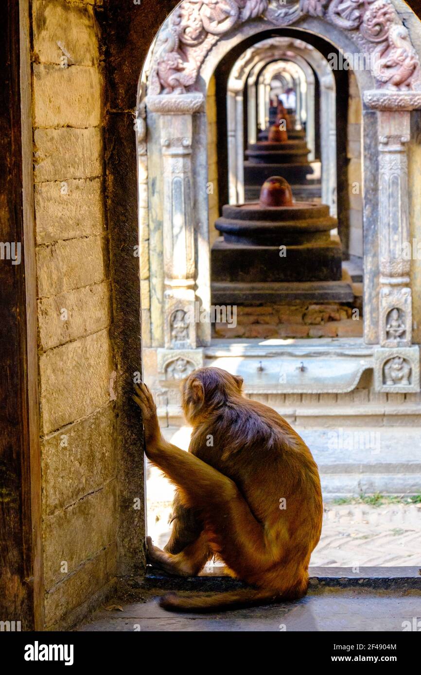 Temple monkey at a Hindu temple in Kathmandu, Nepal Stock Photo