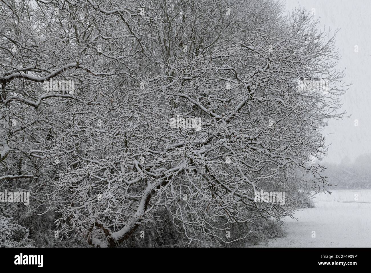 Oak trees in Esher, Surrey, United Kingdom during snowfall Stock Photo