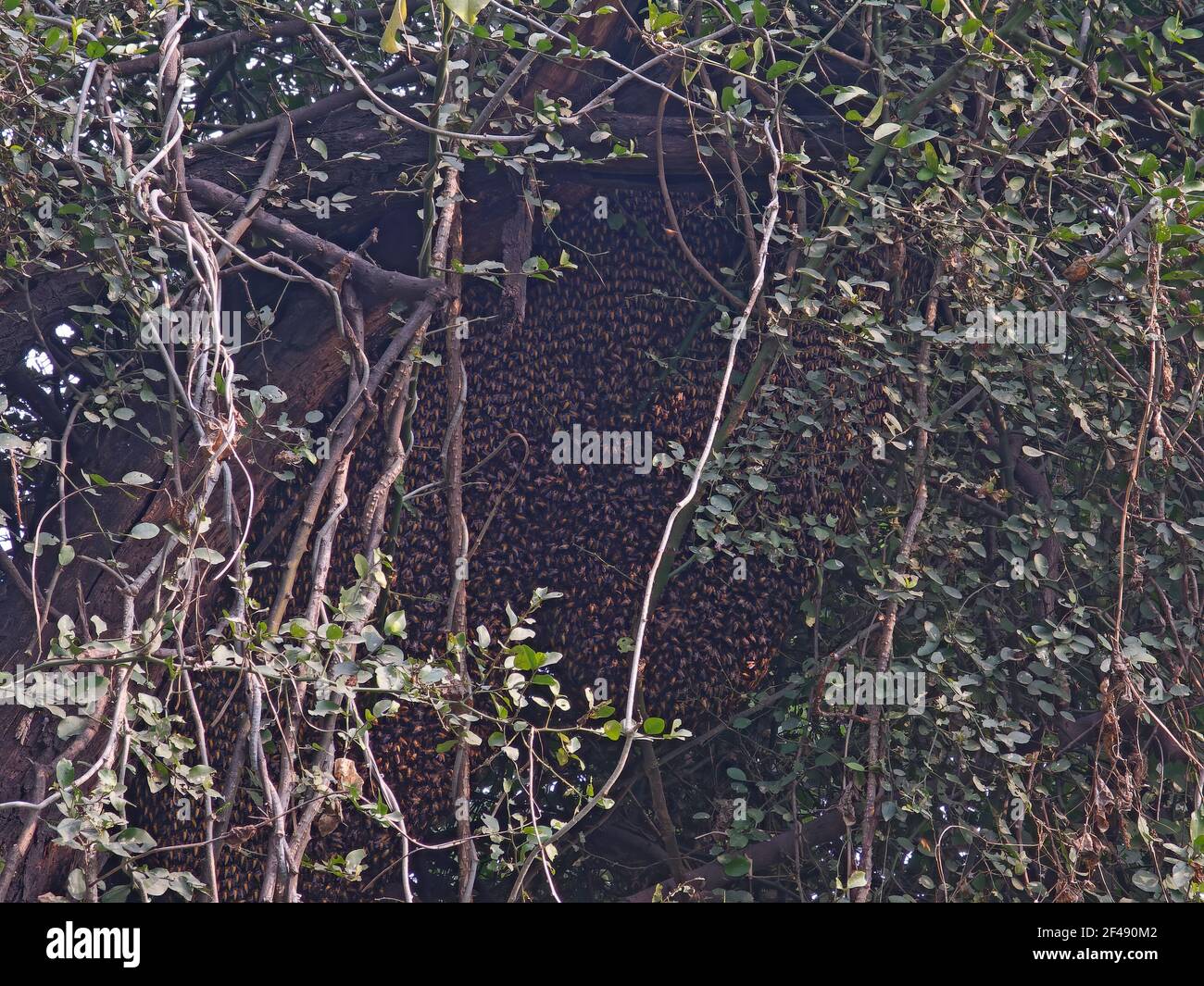 Indian insects hi-res stock photography and images - Alamy