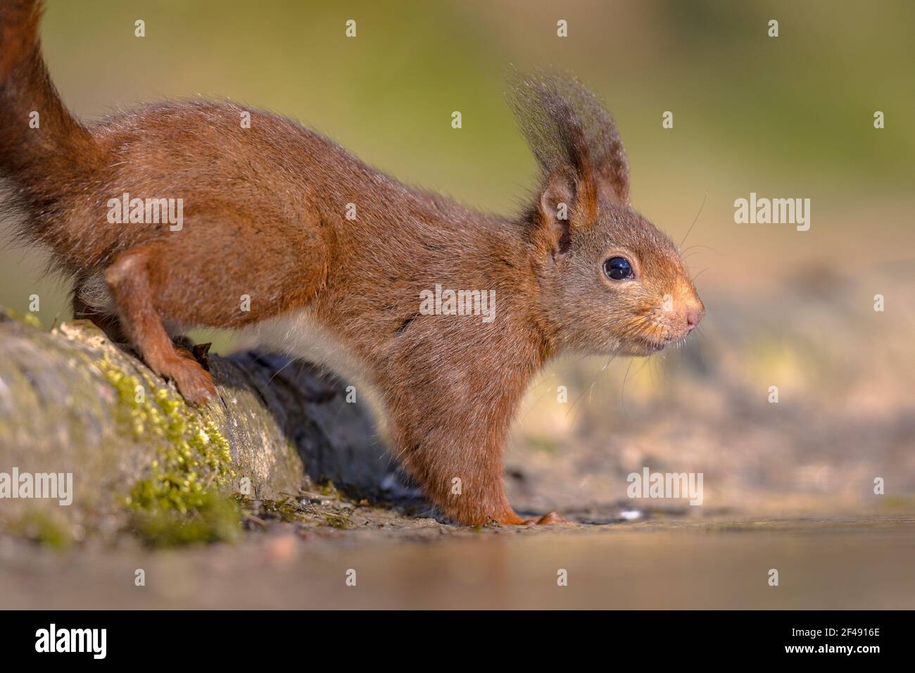 Eurasian red squirrel (Sciurus vulgaris) on trunk in forest and looking for danger. Achterhoek, Gelderland, Netherlands. Wildlife scenen in nature of Stock Photo