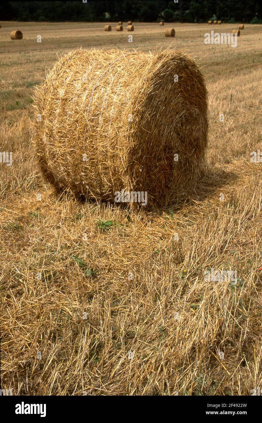 Rolled hay in field in Tuscan region of Italy Stock Photo