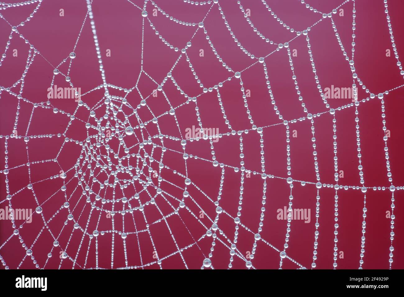Spiders web with dewEssex, UK IN000858 Stock Photo