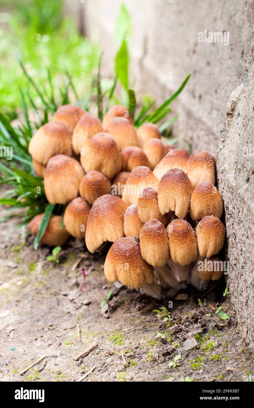 Young fruit bodies of Glistening Inkcap Mushroom (Coprinellus micaceus) near concrete wall Stock Photo