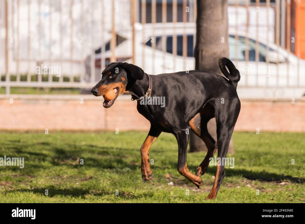 Dobermann pincher playing ball in the park Stock Photo