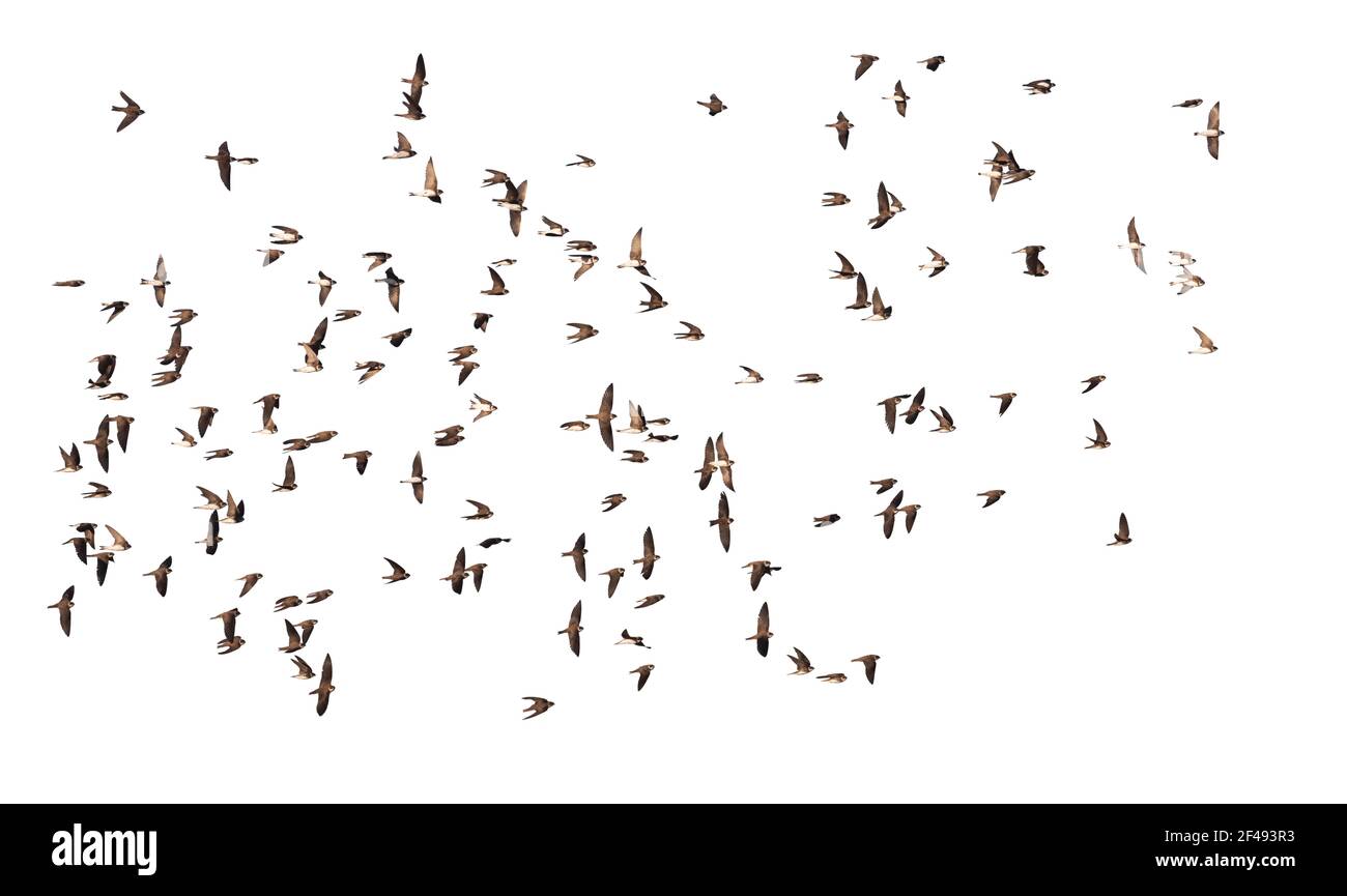 flock of birds flying isolated on white background Stock Photo