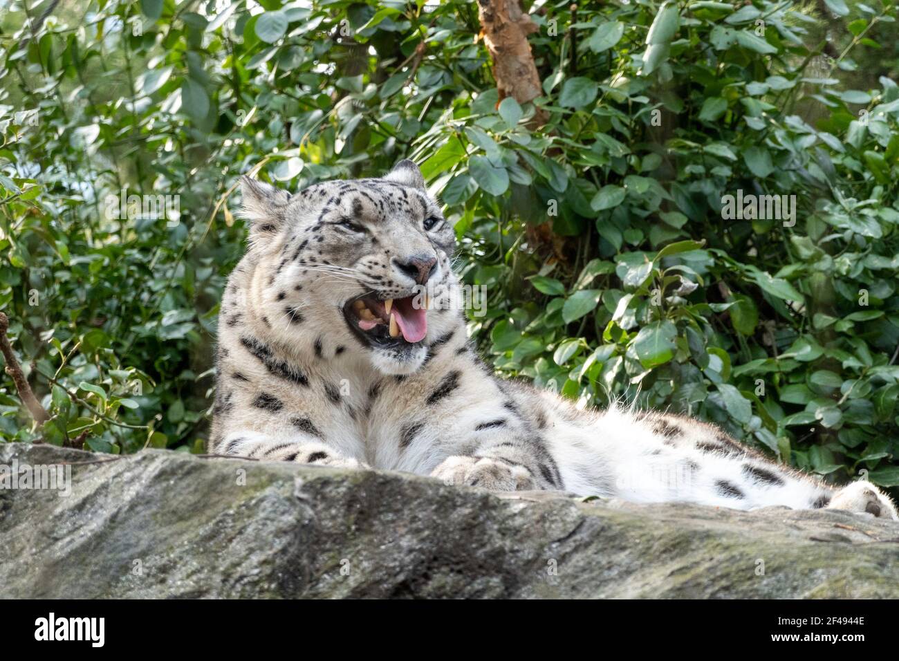 Central Park Zoo has Snow Leopards, NYC, USA Stock Photo Alamy