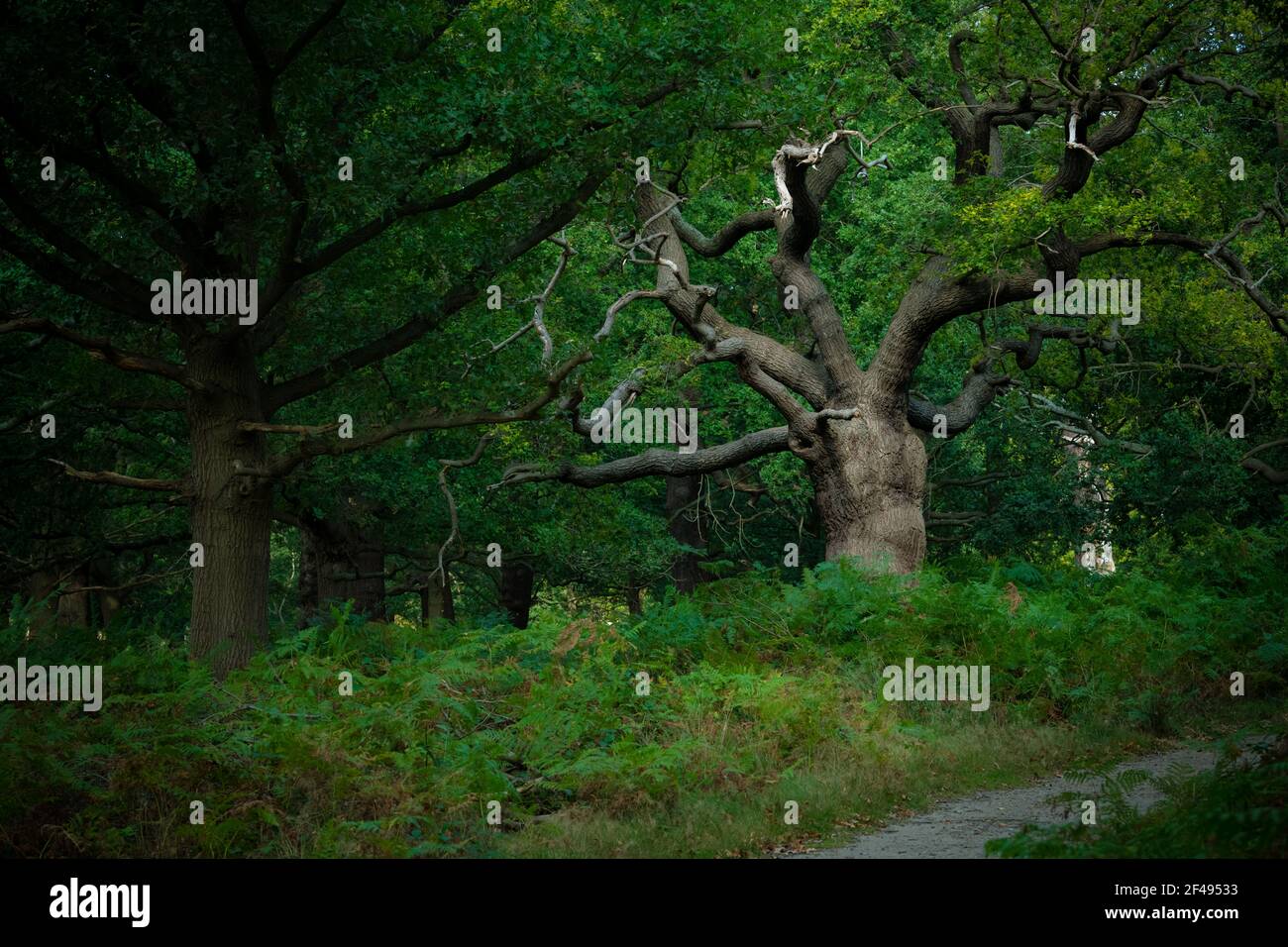 An old oak tree in Richmond Park, London, United Kingdom Stock Photo