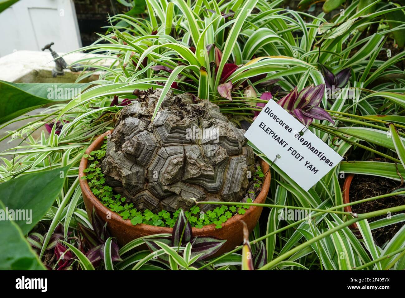 An Elephant Foot Yam (Dioscorea elephantipes) plant in a hot house at