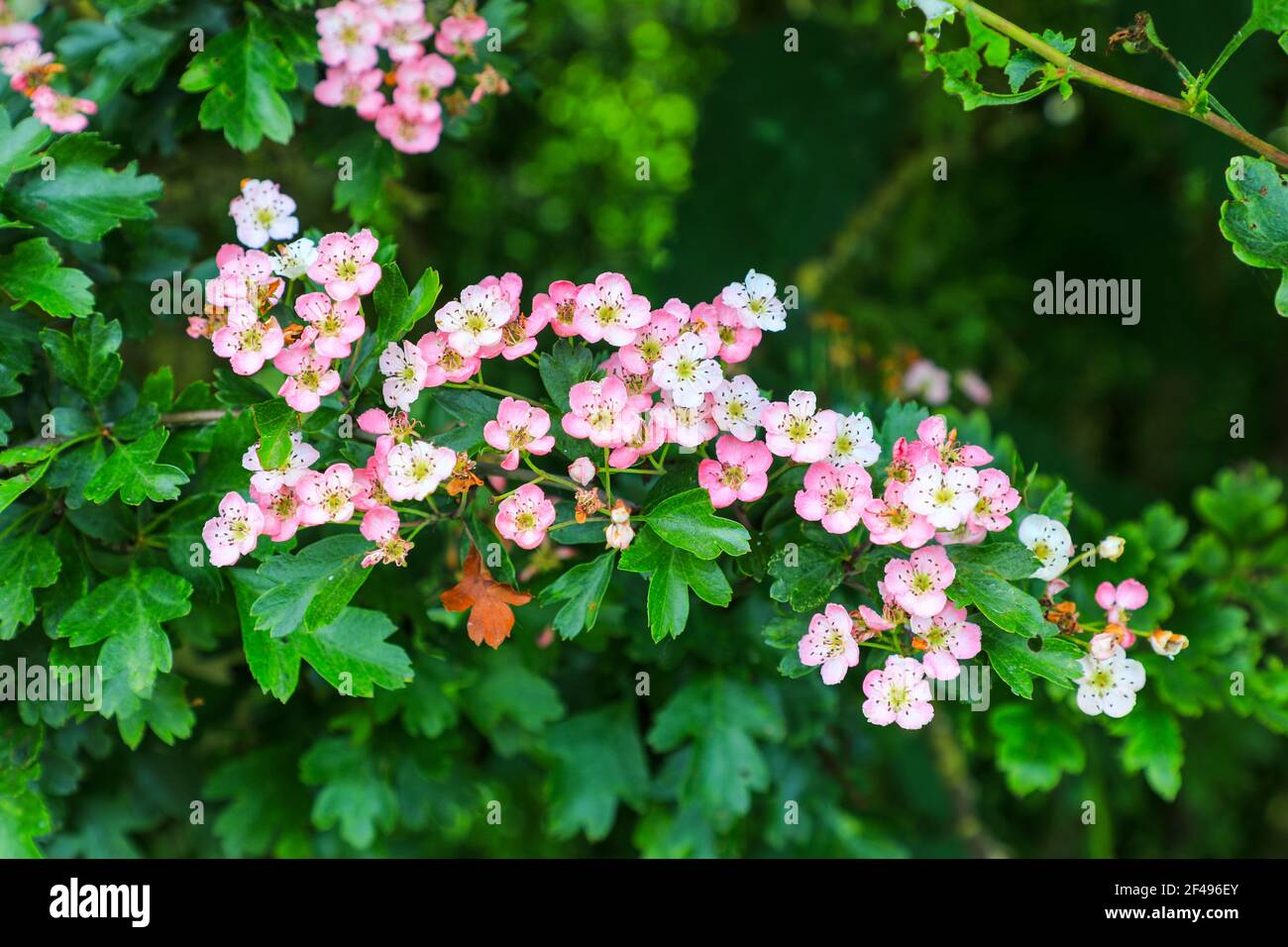 Pink flowers of Hawthorn (Crataegus monogyna), growing wild in a hedgerow in England, UK Stock