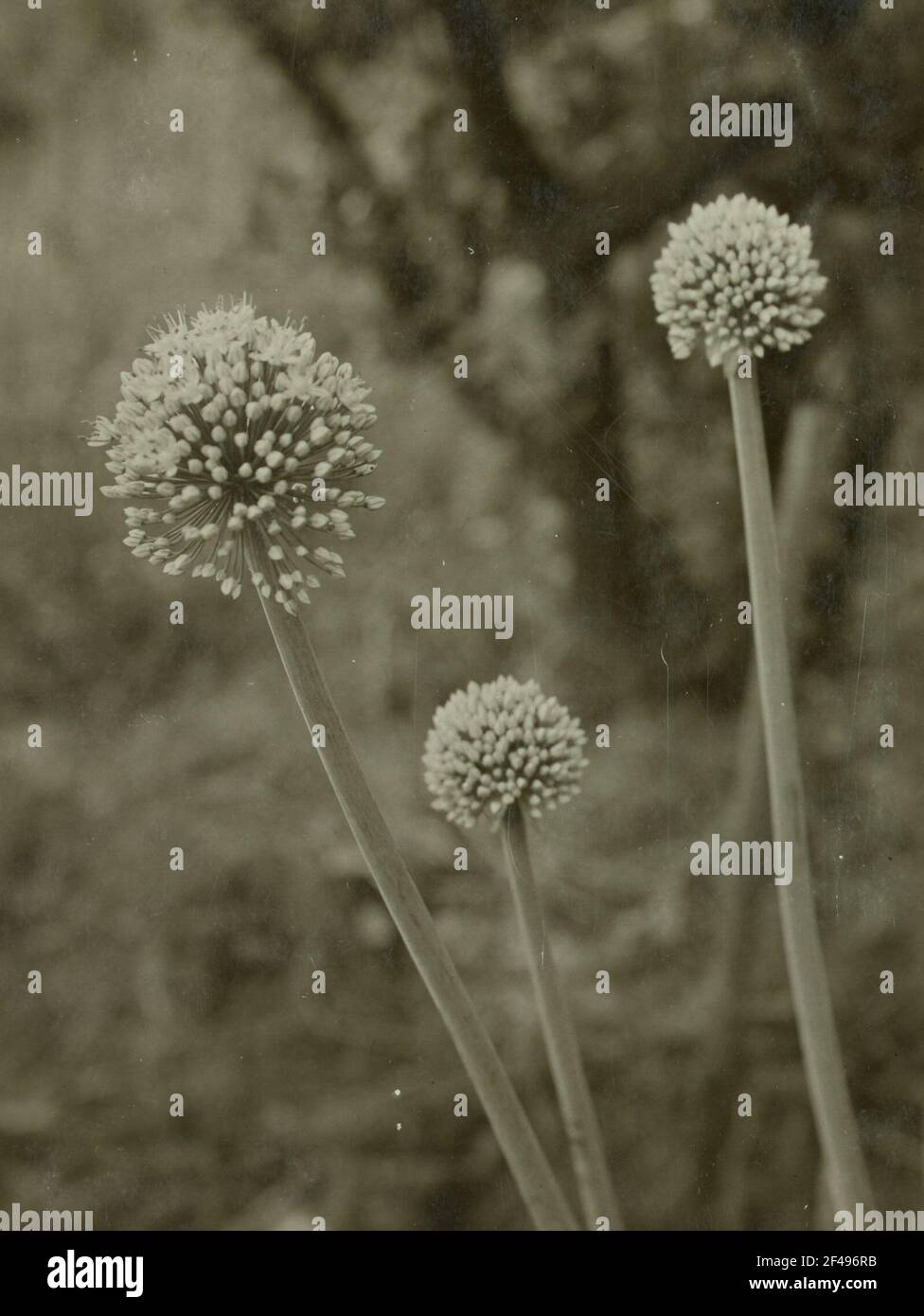 Allium cepa l hi-res stock photography and images - Alamy