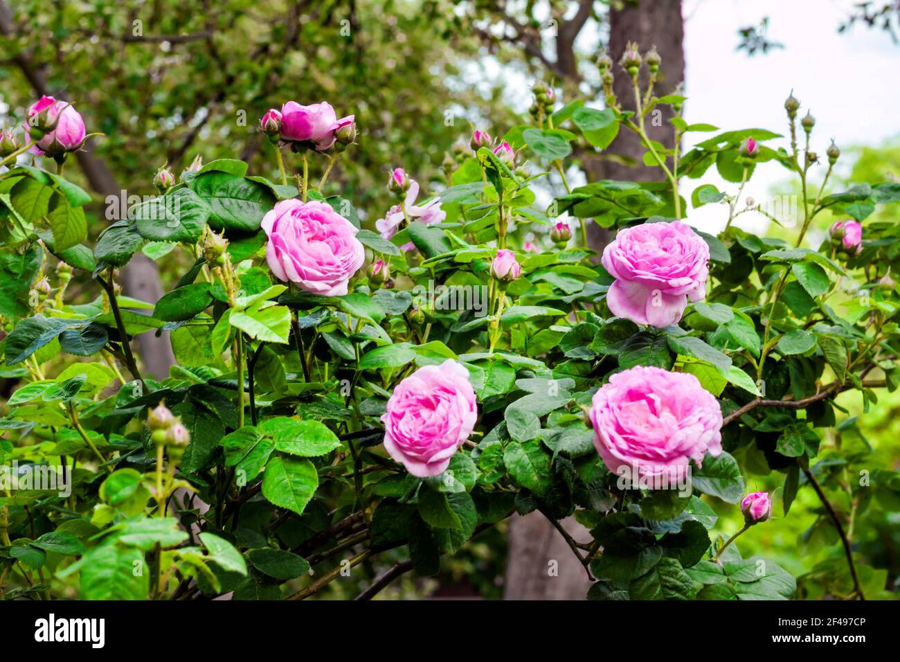 Rosa Centifolia (Rose des Peintres) flowers in summer garden Stock Photo