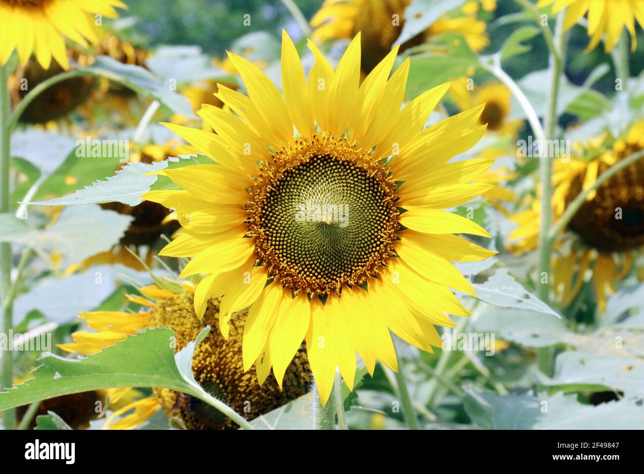 Bangladesh sunflower hi-res stock photography and images - Alamy